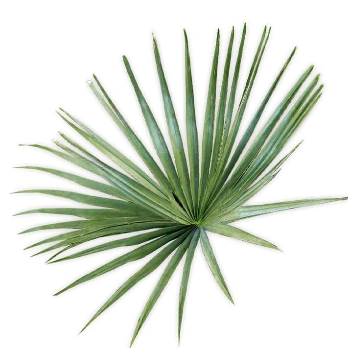 Saw palmetto - gubahan UltraMax Testo Enhancer